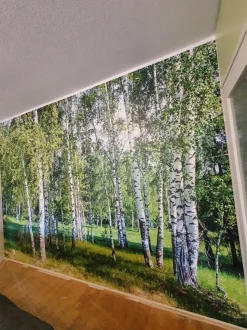 Maisematapetti Dimex Birch Grow, 375x250cm