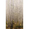 Maisematapetti One Roll One Motif Birch Tree, 1.59x2.80m, metsä, non-woven