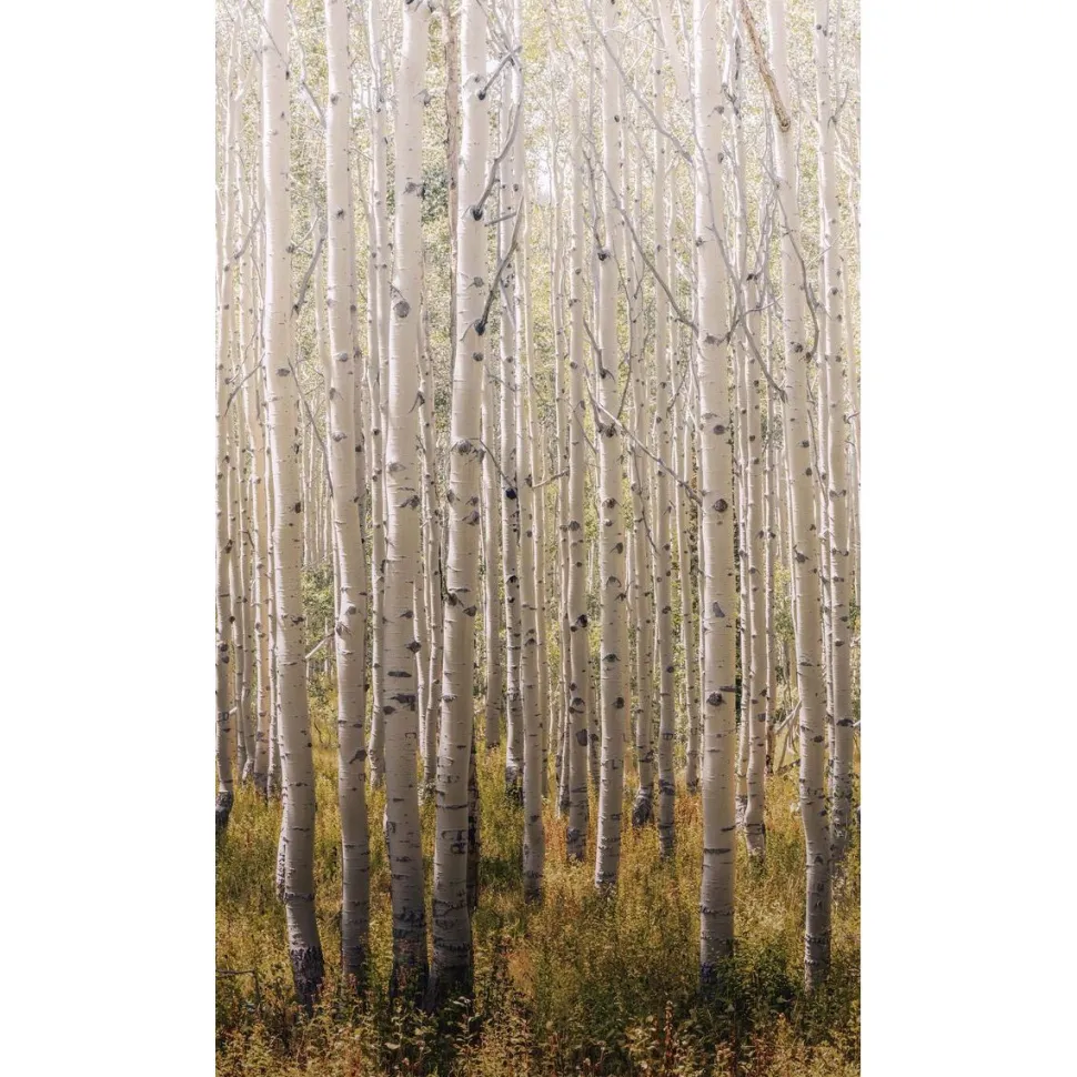 Maisematapetti One Roll One Motif Birch Tree, 1.59x2.80m, metsä, non-woven
