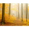 Metsätapetti Artgeist Keltainen metsämaisema, eri kokoja