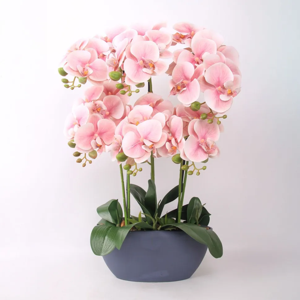 Orkidea Home4You GARDEN QUEEN K64 cm, vaaleanpunainen
