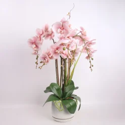 Orkidea Home4You GARDEN QUEEN K68 cm, eri värejä