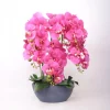 Orkidea Home4You GARDEN QUEEN K64 cm, tumma vaaleanpunainen
