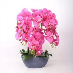 Orkidea Home4You GARDEN QUEEN K64 cm, tumma vaaleanpunainen