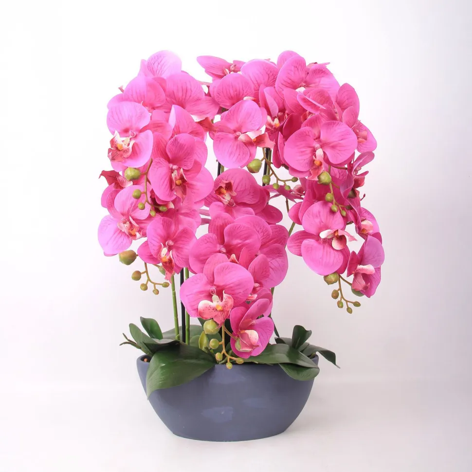 Orkidea Home4You GARDEN QUEEN K64 cm, tumma vaaleanpunainen