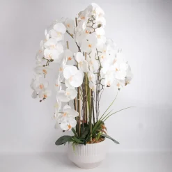 Orkidea Home4You GARDEN QUEEN K102 cm, valkoinen