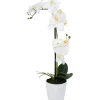 Orkidea Home4You WIND IN GARDEN K51 cm, valkoinen