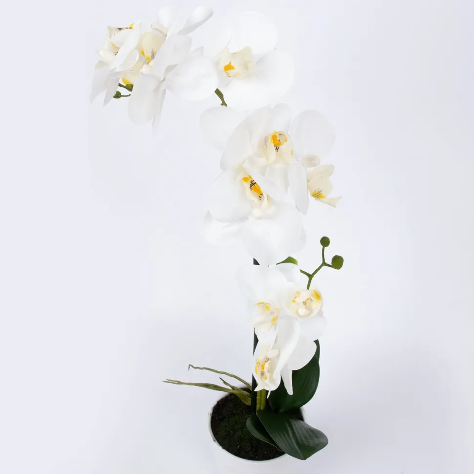 Orkidea Home4You WIND IN GARDEN K51 cm, valkoinen