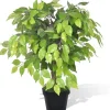 Tekokasvi bonsaifiikus ruukussa 60 cm