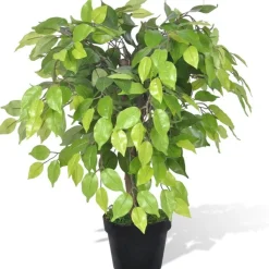 Tekokasvi bonsaifiikus ruukussa 60 cm
