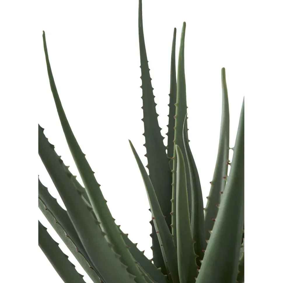 Tekokasvi House Nordic Aloe Vera, 51cm, vihreä