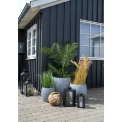 Tekokasvi House Nordic Puistokultapalmu Areca Palm, 175cm, vihreä