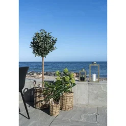 Tekokasvi House Nordic Skimmia, 75cm, vihreä