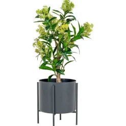 Tekokasvi House Nordic Skimmia, 75cm, vihreä