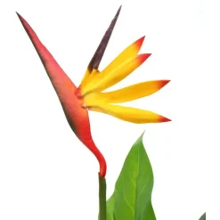 Tekokasvi helokolibrikukka 66 cm