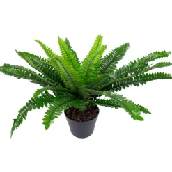 Tekokasvi Home4You BOSTON FERN K60 cm