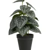 Tekokasvi House Nordic Alocasia, 33cm, vihreä