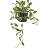 Tekokasvi House Nordic Hoya Carnosa, 33cm, vihreä