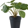 Tekokasvi House Nordic Kilpipiilea, 28cm, vihreä