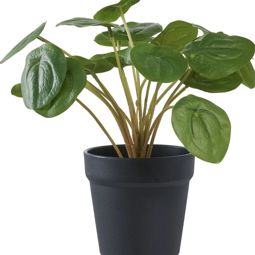 Tekokasvi House Nordic Kilpipiilea, 28cm, vihreä