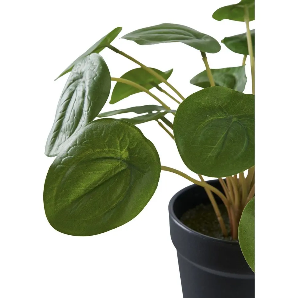 Tekokasvi House Nordic Kilpipiilea, 28cm, vihreä