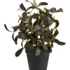 Tekokasvi House Nordic Skimmia, 35cm, vihreä