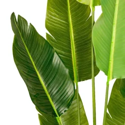 Tekokasvi Lykke Bird of Paradise, 200cm