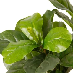 Tekokasvi Lykke Fiddle-Leaf Fig, 85cm