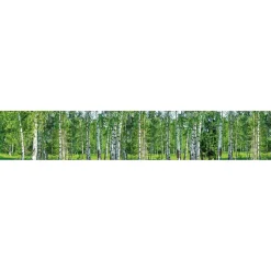 Välitilatarra Dimex Birch Grow 180x60cm