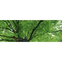 Välitilatarra Dimex Treetop 180x60cm