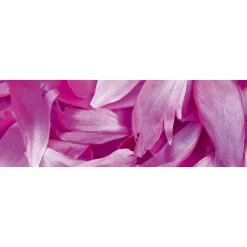 Välitilatarra Dimex Violet Petals 260x60cm