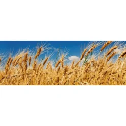 Välitilatarra Dimex Wheat Field 180x60cm