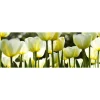 Välitilatarra Dimex White Tulips 180x60cm