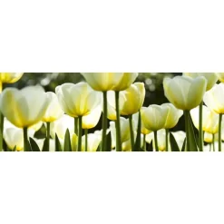 Välitilatarra Dimex White Tulips 180x60cm