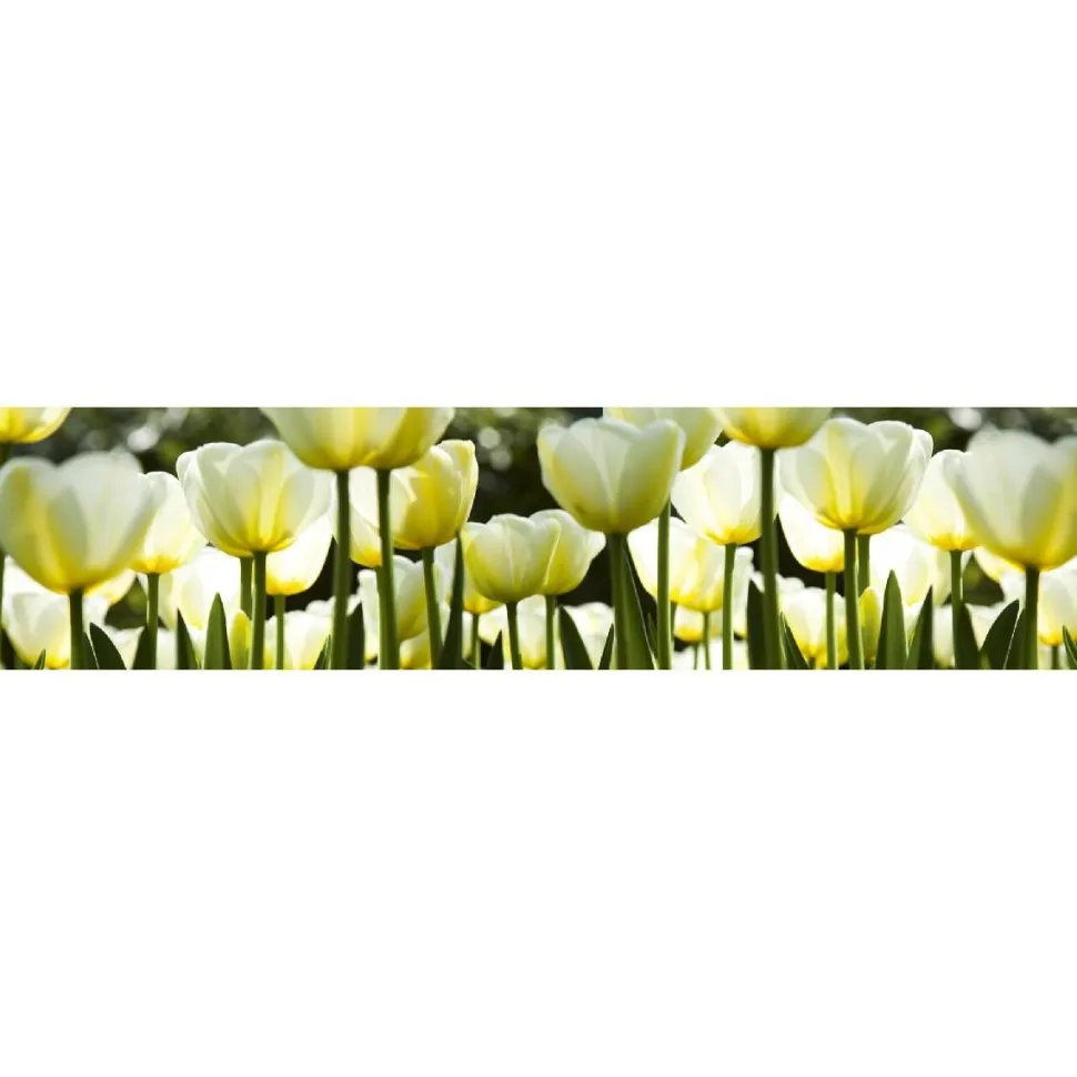 Välitilatarra Dimex White Tulips 180x60cm
